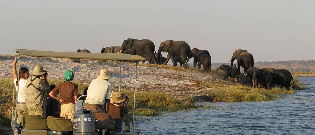Upplev vilda djur på nära håll genom att åka ut med en privat safaribåt