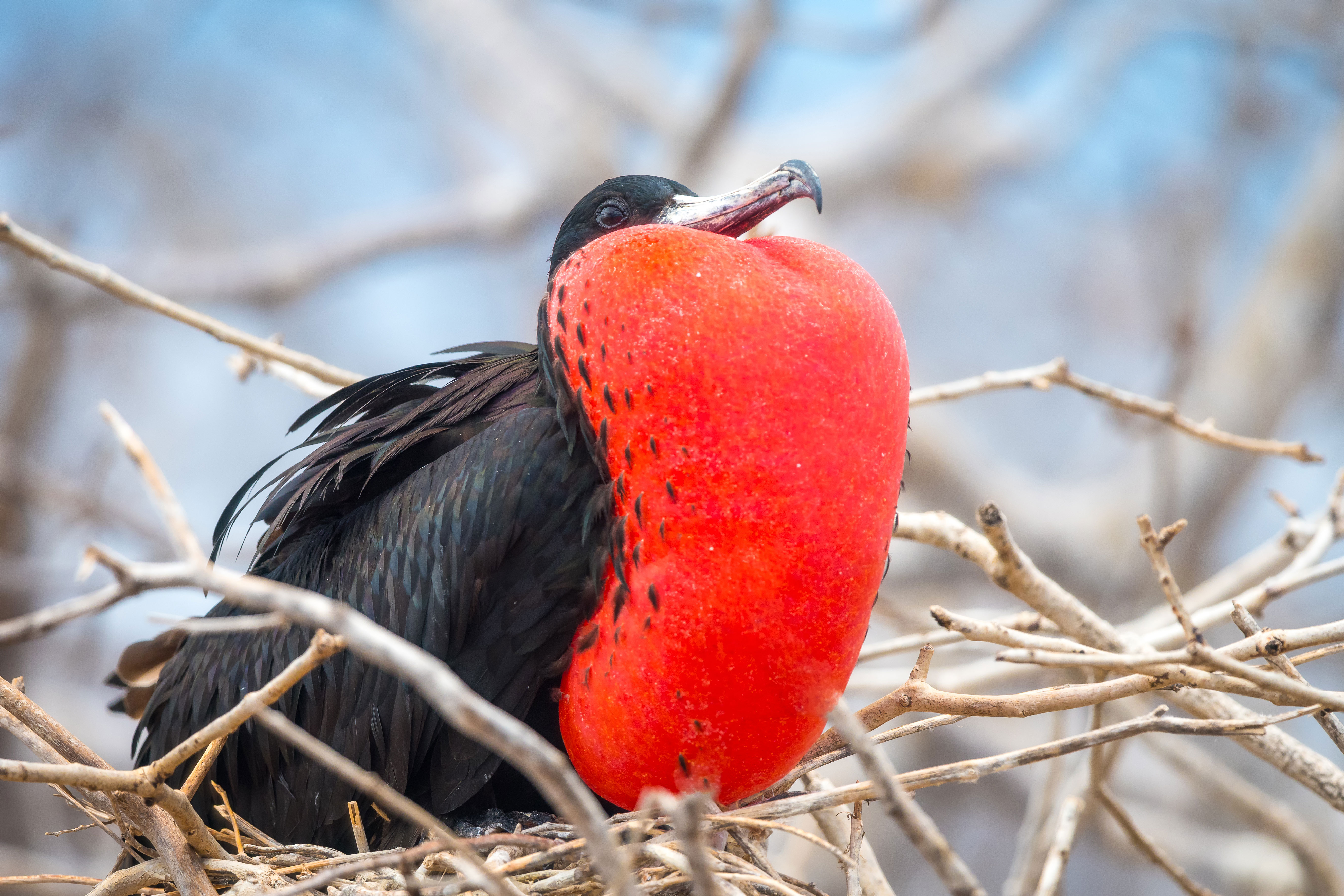 North Seymour Island, Galápagosöarna, Ecuador