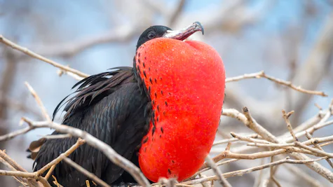 North Seymour Island, Galápagosöarna, Ecuador