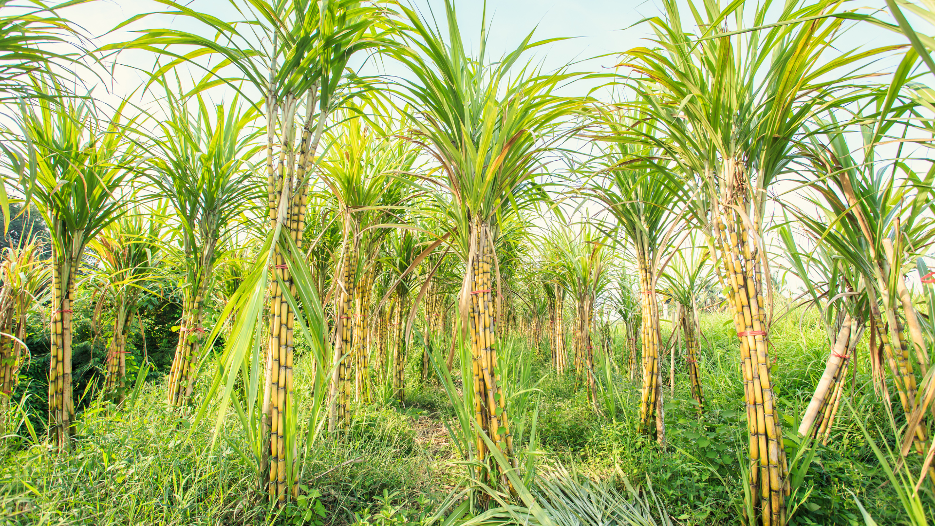 Sockerrörs plantage 