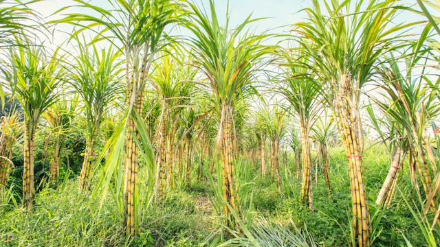 Sockerrörs plantage