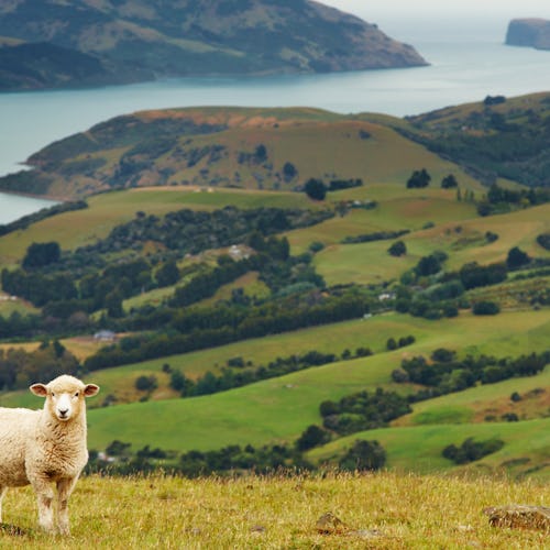 Australien & Nya Zeeland