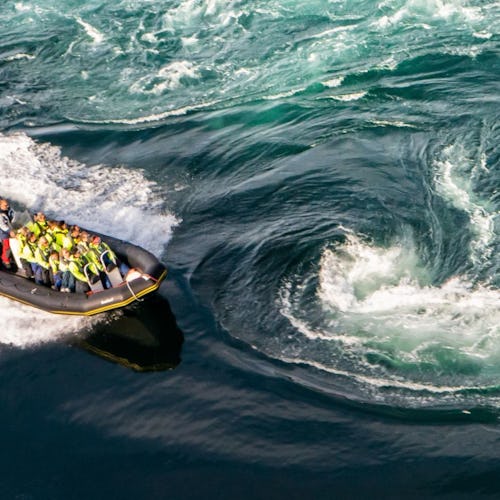 Saltströmmen och havsörnssafari