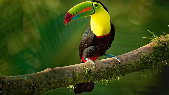 Papegoja i tropiska regnskogen Belize City