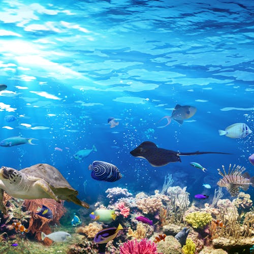 Mesoamerikanska revet