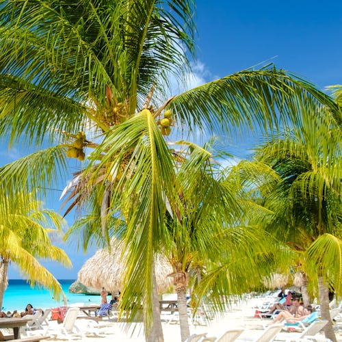 Curaçao - strand med palmer (andra halvan)