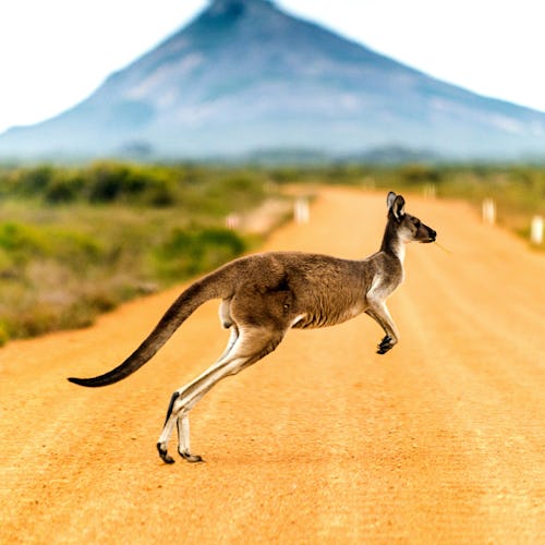 Australien & Nya Zeeland
