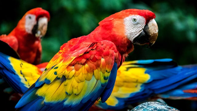 Vackra papegojor i djungeln