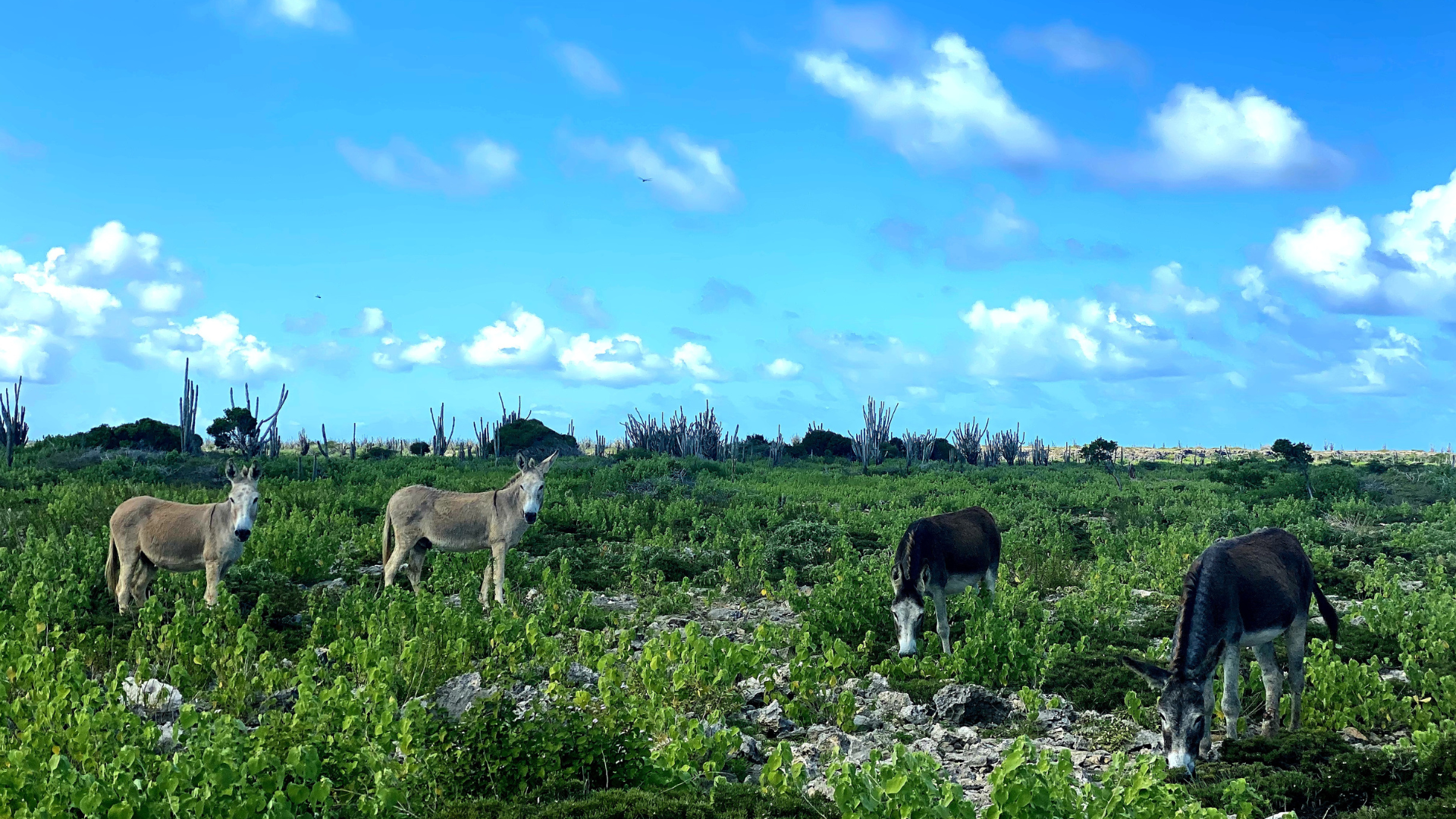 Åsnor på Bonaire - Donkey Sanctuary