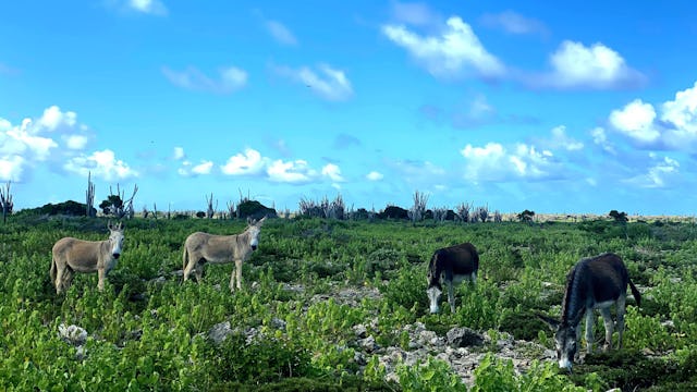 Åsnor på Bonaire - Donkey Sanctuary