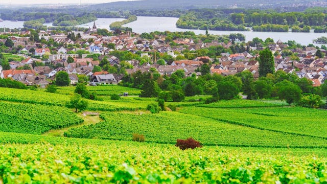 Rheingau