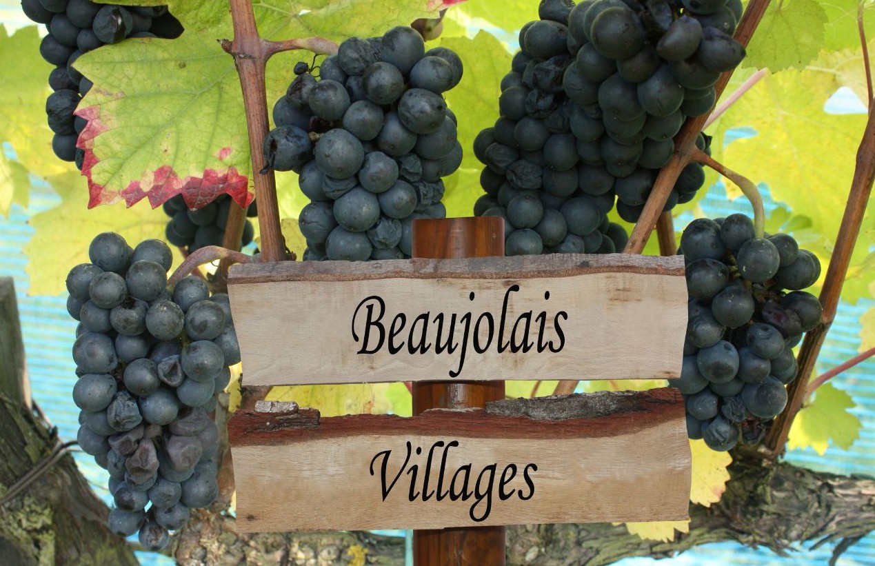 Beaujolais druvor