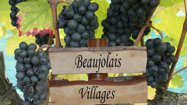 Beaujolais druvor