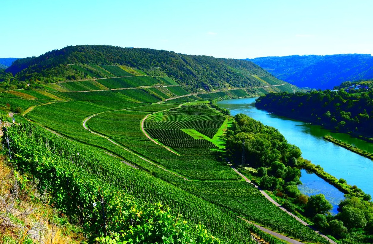 Vinodlingar Moseldalen