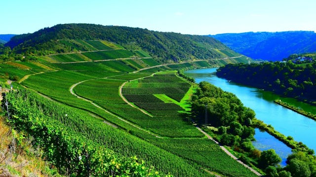 Vinodlingar Moseldalen