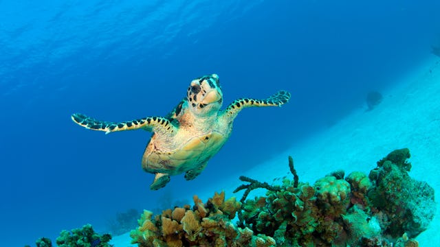 den gröna havssköldpaddan