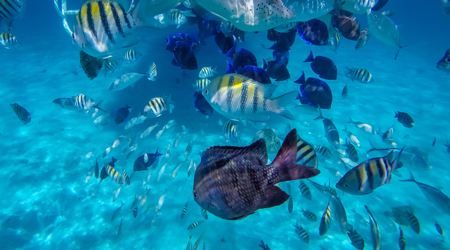 Snorkling och dykning