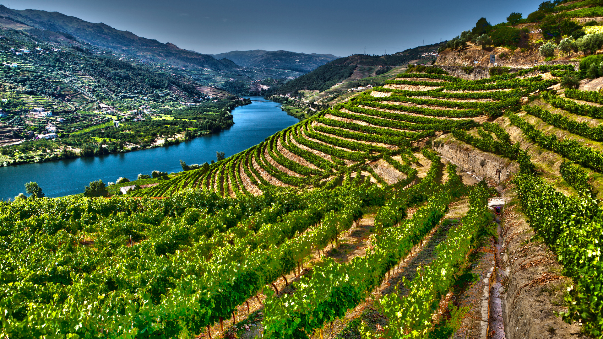 Flodkryssning på Douro med vinciceron
