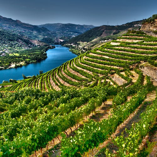 Flodkryssning på Douro med vinciceron