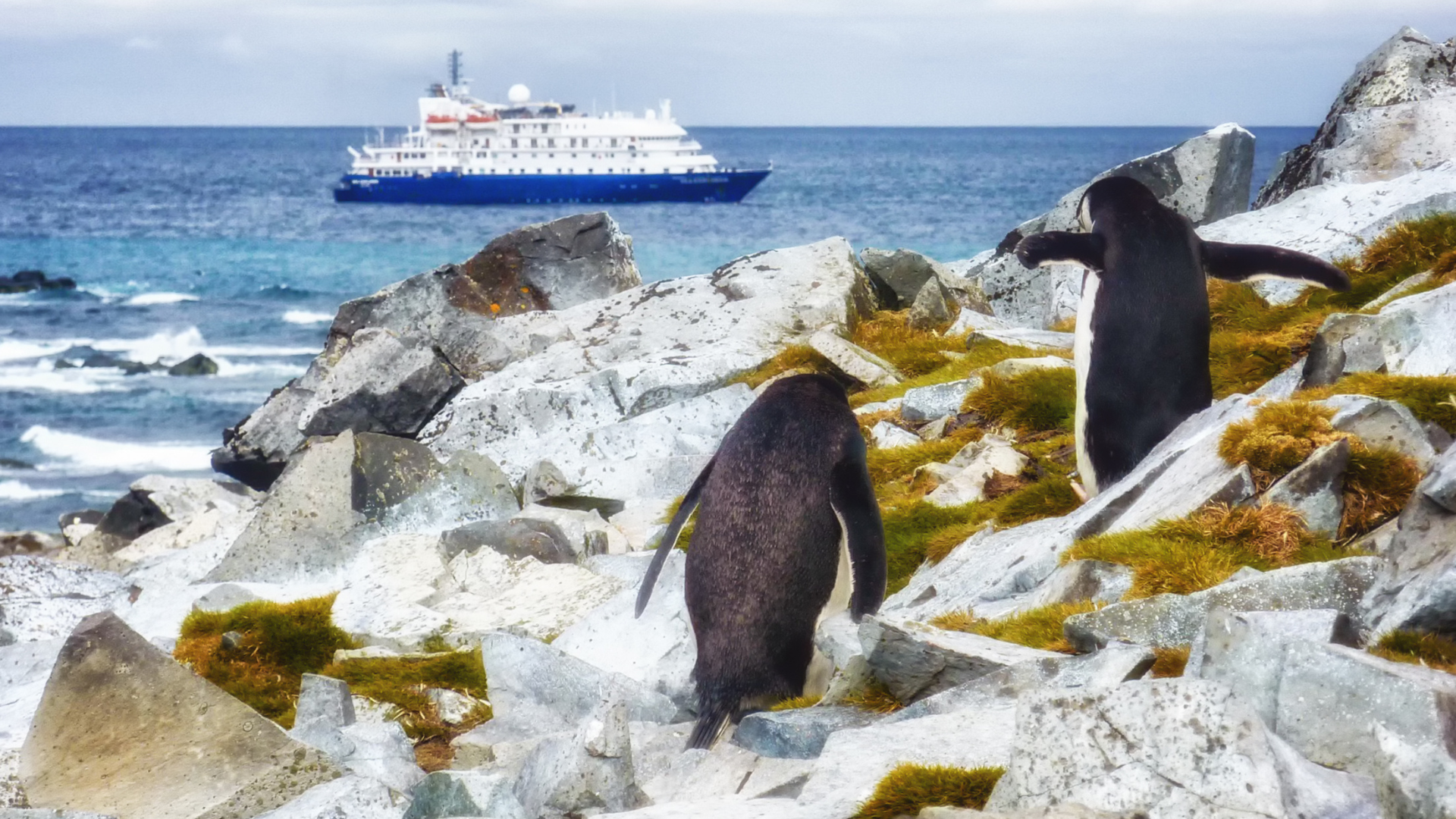 Förundras över det vilda djurlivet