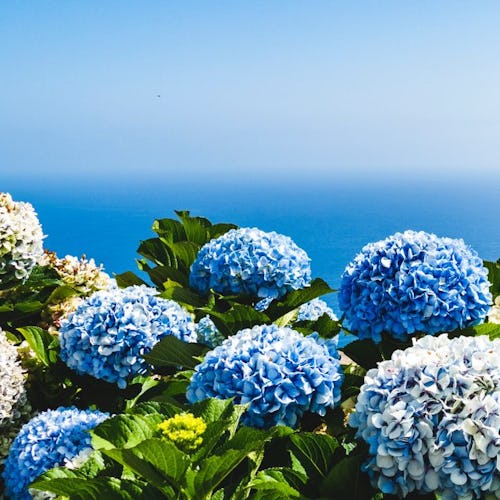 Funchal, Madeira Portugal