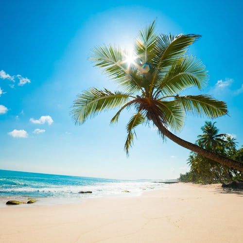 Karibien från nöjesparkens stad