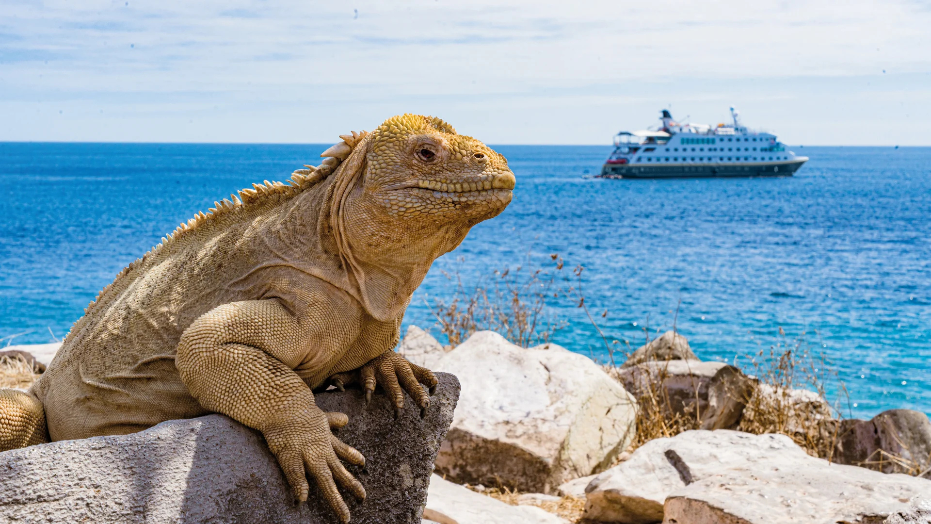 Galapagos